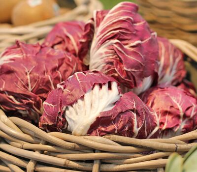 Radicchio