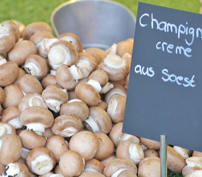 Frische Champignons aus Soest