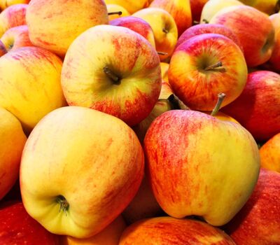 Heimische Apfelsorten