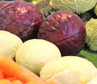 Weißkohl, Rotkohl und Wirsing