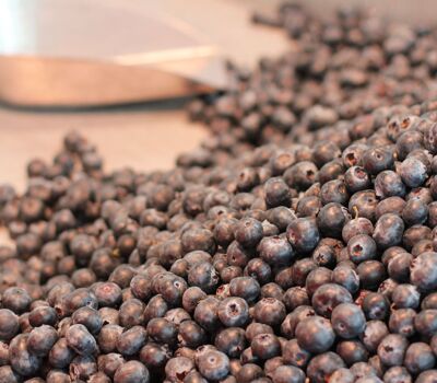 Heidelbeeren aus Frankreich